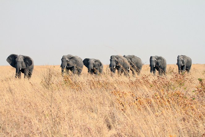 Elefanten hautnah - Van film
