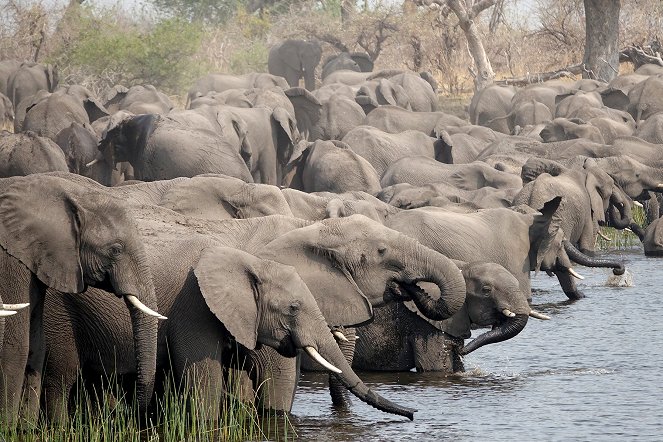 Elefanten hautnah - Filmfotók