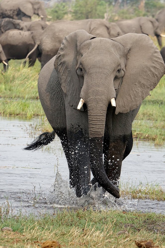 Elefanten hautnah - Filmfotók