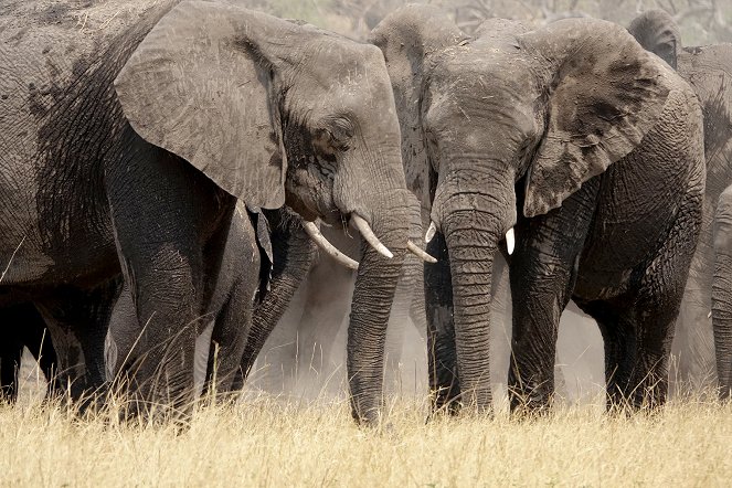 Elefanten hautnah - Van film