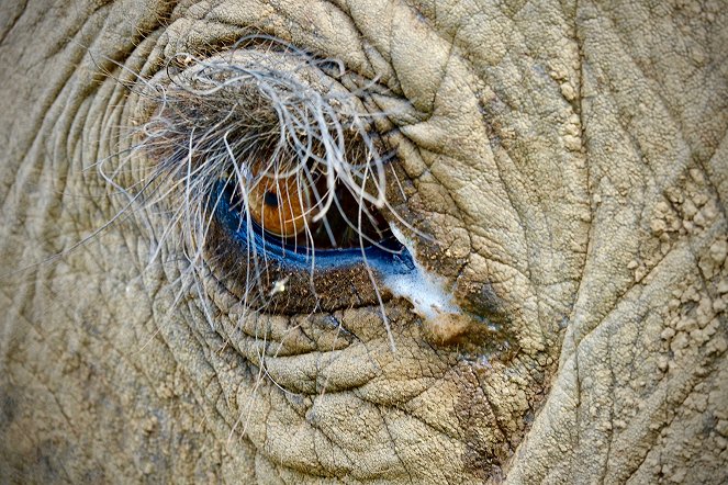 Elefanten hautnah - Filmfotos