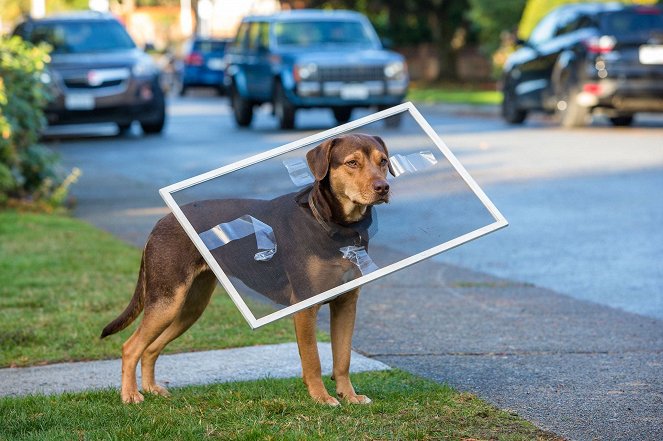 A Dog's Way Home - Van film