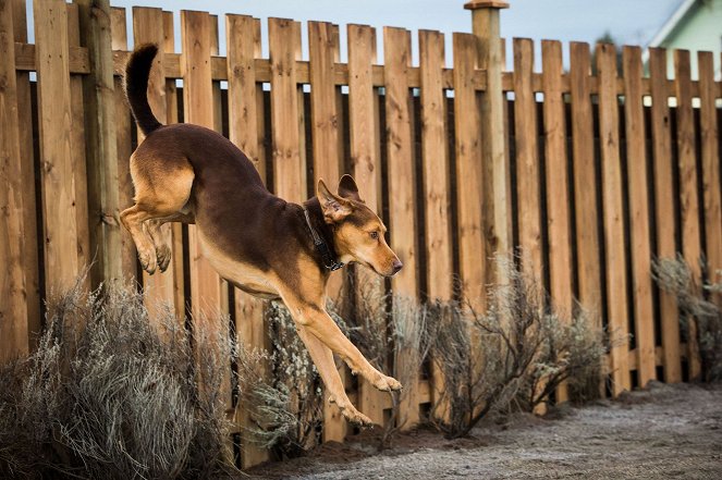 A Dog's Way Home - Photos