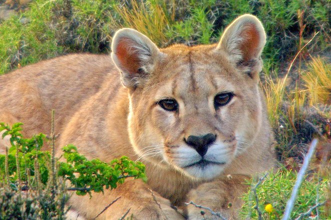 Jäger der Anden - Der Puma - Photos