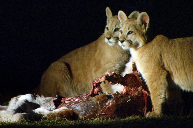 Jäger der Anden - Der Puma - Photos