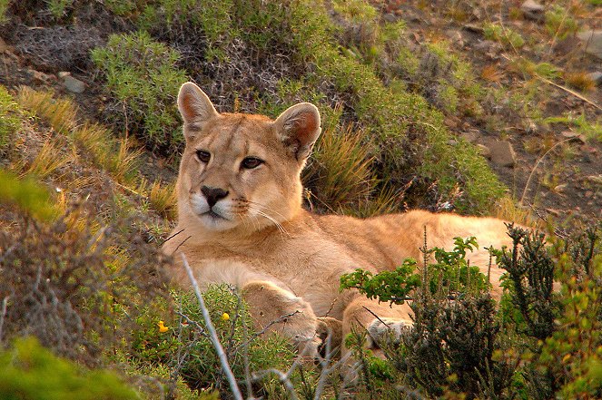 Jäger der Anden - Der Puma - Kuvat elokuvasta