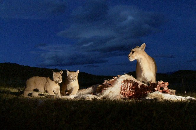 Jäger der Anden - Der Puma - Van film