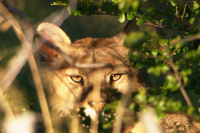 Jäger der Anden - Der Puma - Filmfotos