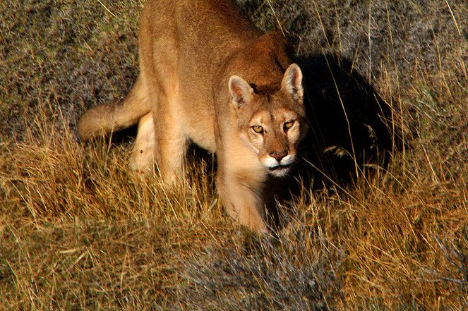 Jäger der Anden - Der Puma - Van film