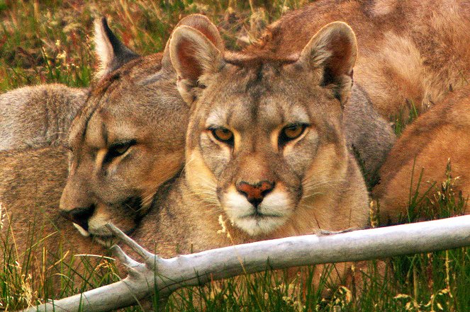Jäger der Anden - Der Puma - Filmfotók