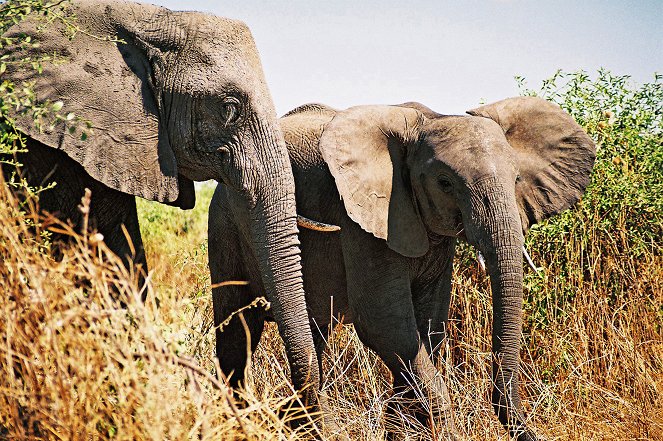 Mike und die Wege der Elefanten - Erkundungen im Norden Botsuanas - Z filmu
