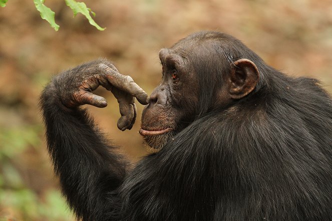 Dynasties - Chimpanzee - De la película