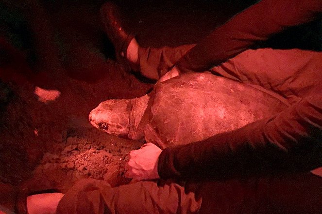 Nature's Turtle Nursery: Secrets from the Nest - Filmfotók