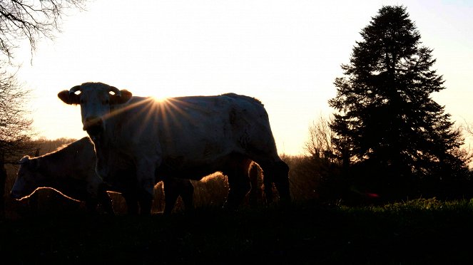 Au bonheur des vaches - Kuvat elokuvasta