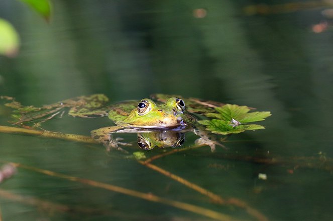 In the Kingdom of the Frog - Photos