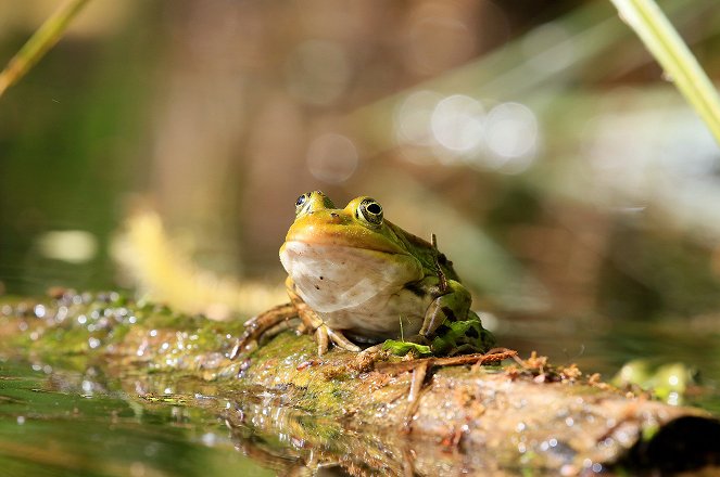 In the Kingdom of the Frog - Photos