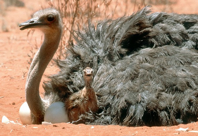 Strauße - Sprinter der Kalahari - Filmfotók