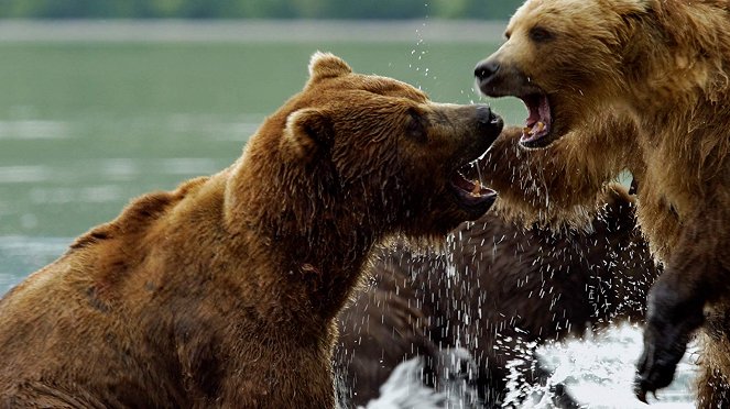 Kamchatka Bears. Life Begins - Kuvat elokuvasta