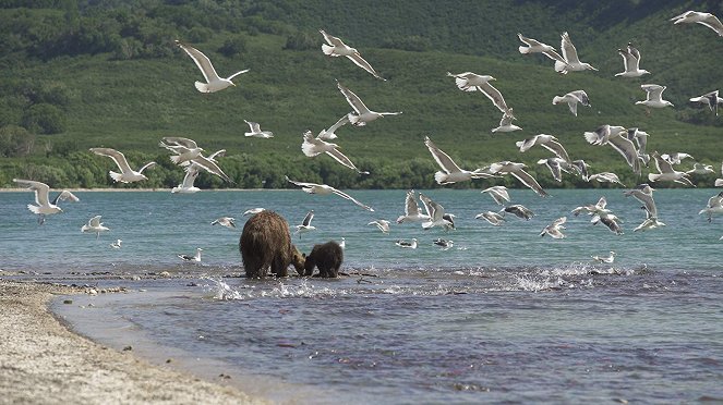 Medvědi z Kamčatky - Z filmu