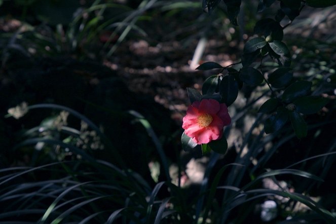 A Garden of Camellias - Photos