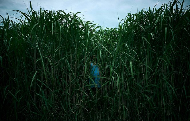 In the Tall Grass - Kuvat elokuvasta
