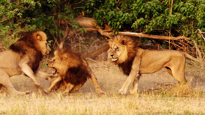 Wild Botswana - Photos