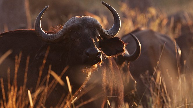 Vad Botswana - Filmfotók