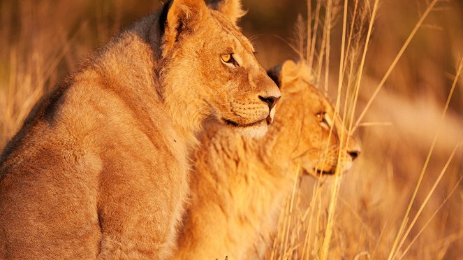 Wild Botswana - Van film