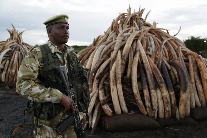 Záchrana slonů v Africe - Hughe a Pobřeží slonoviny - Z filmu