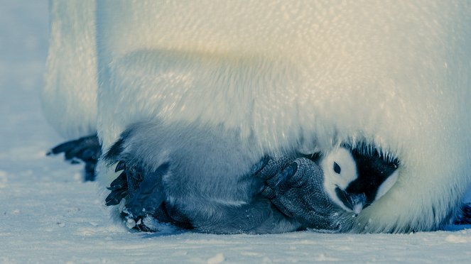 David Attenborough: Zvířecí dynastie - Série 1 - Tučňáci císařští - Z filmu