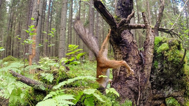 Metsän selviytyjät - Filmfotók
