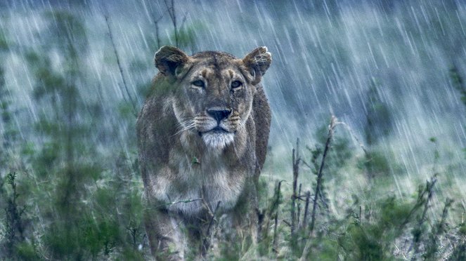 Dinasztiák - Az oroszlán - Filmfotók