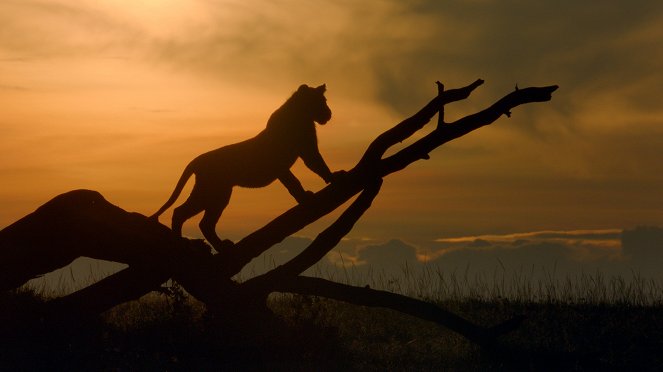 Eläinmaailman dynastiat - Lion - Kuvat elokuvasta