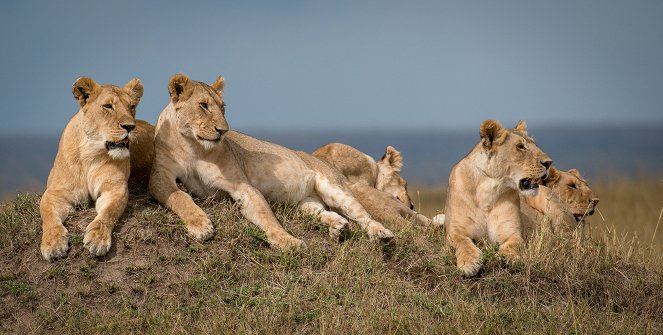 Eläinmaailman dynastiat - Lion - Kuvat elokuvasta