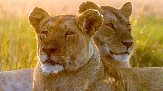 Dynasties - Lion - Film