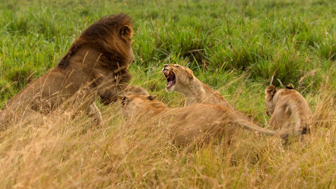Erlebnis Erde: Wilde Dynastien - Königin der Löwen - Filmfotos