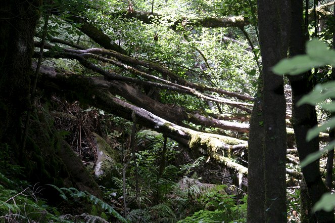 Europas Urwälder - Z filmu