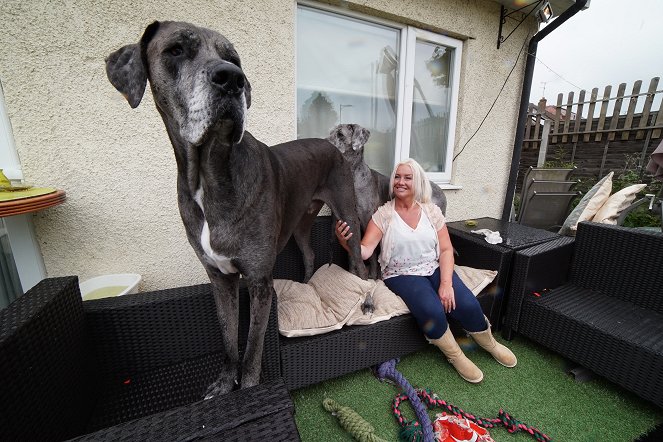 The Biggest Dog in the World - Photos