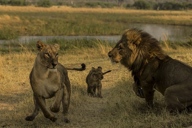 Heimkehr der Löwen - Filmfotos