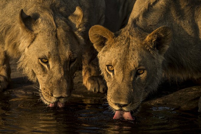 Heimkehr der Löwen - Filmfotos