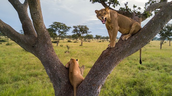 Tree Climbing Lions - Film
