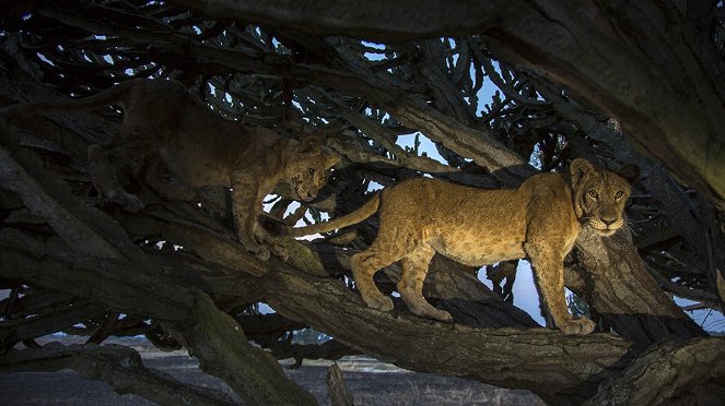 Lvi na stromech - Z filmu