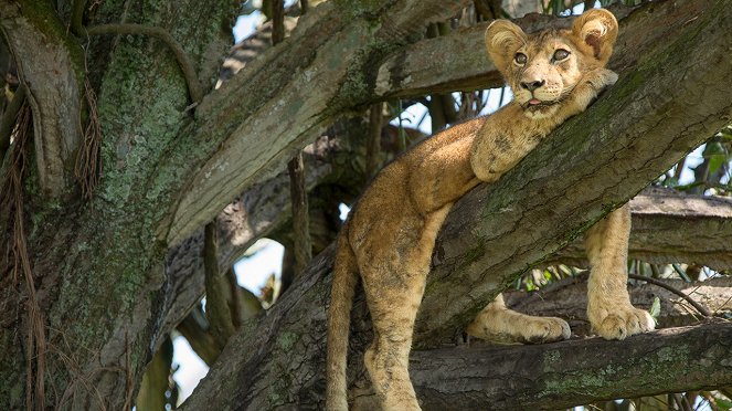 Tree Climbing Lions - Photos
