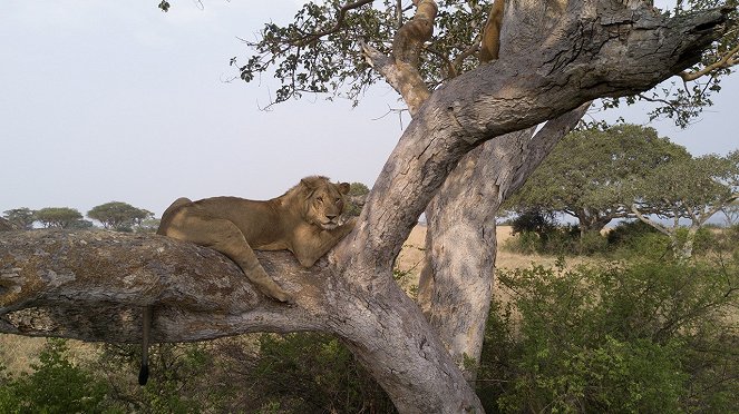 Tree Climbing Lions - Kuvat elokuvasta
