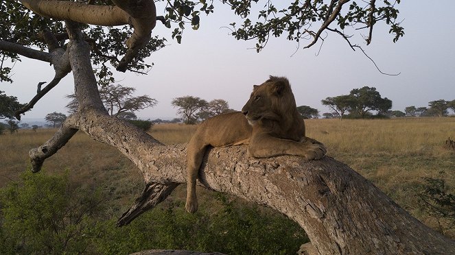 Tree Climbing Lions - Van film