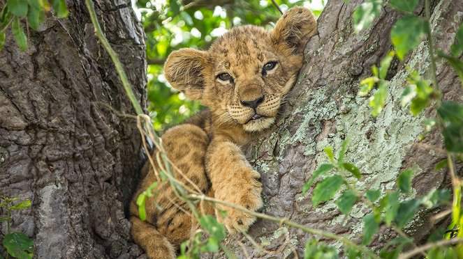 Tree Climbing Lions - Van film