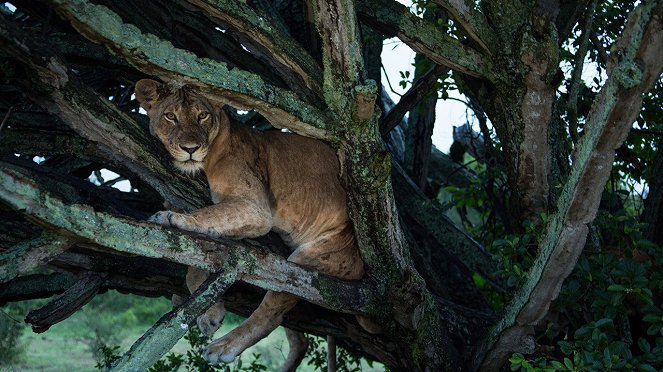 Lwy w koronach drzew - Z filmu