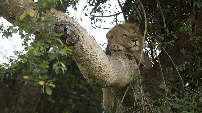 Fára mászó oroszlánok - Filmfotók