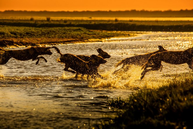 David Attenborough: Zvířecí dynastie - Psi hyenoví - Z filmu