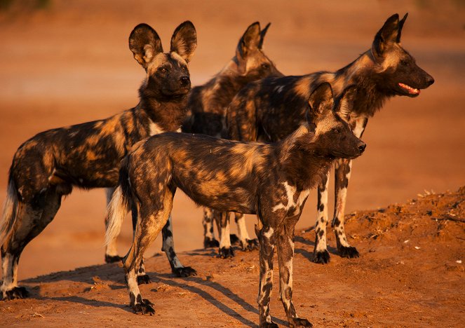 Universum: Dynasties - Der Clan der Tiere - Afrikanische Wildhunde - Filmfotos